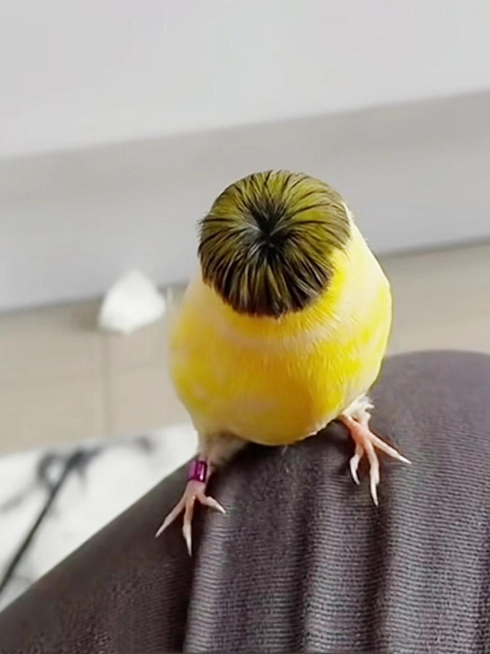 这种鸟的名字叫格洛斯特金丝雀,它有着柔软的羽毛,圆圆的身躯以及一顶