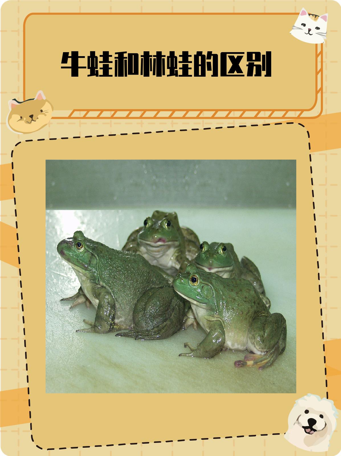 牛蛙和林蛙的区别 在我们的生活中,蛙类是一个庞大的家族,其中牛蛙和