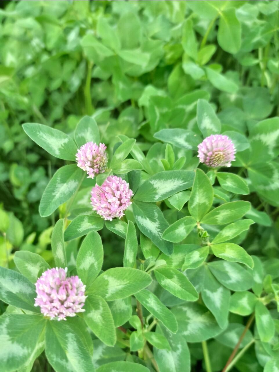 东北野草花(四十五)红车轴草 豆科车轴草属短期多年生草本植物.
