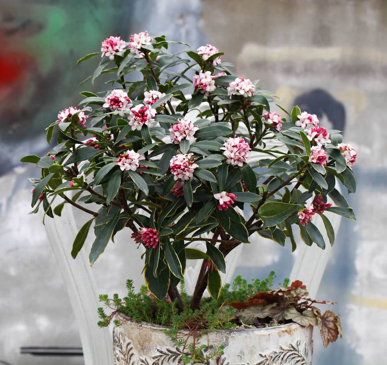 瑞香养护划重点 瑞香是少有的冬季盛开,且带浓香的植物.