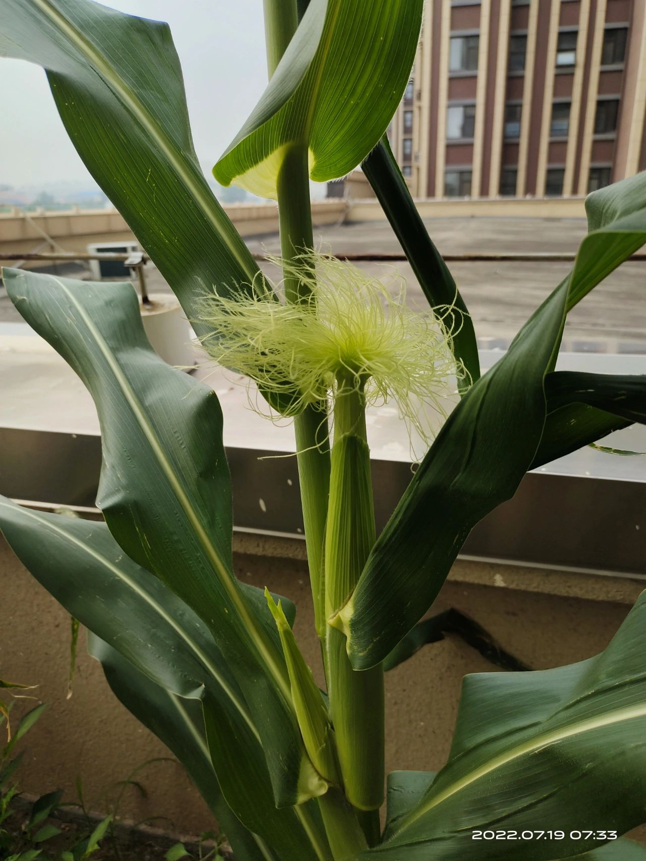 玉米开花 玉米花原来长这个样子 一穂穗的花