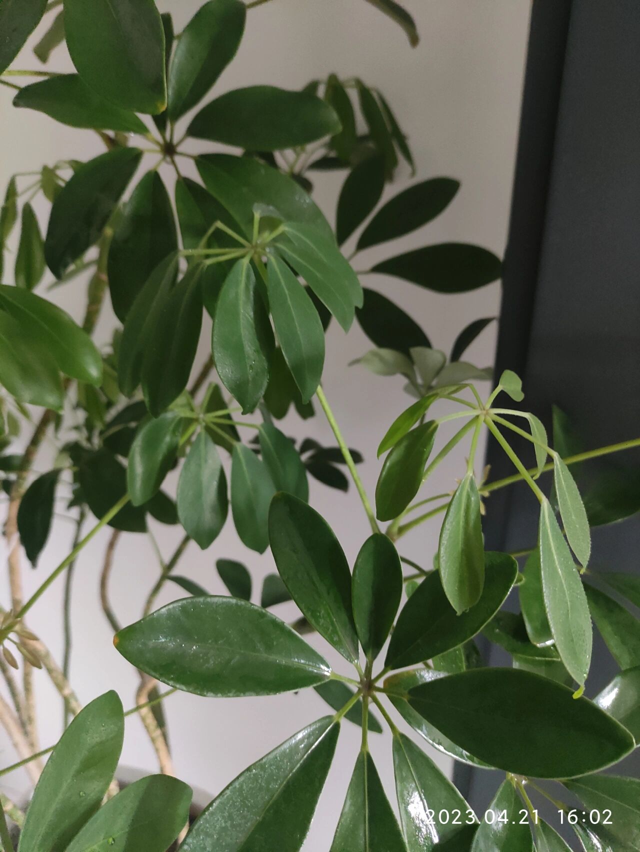 为啥新生的鸭脚木叶片都是下垂的呢?