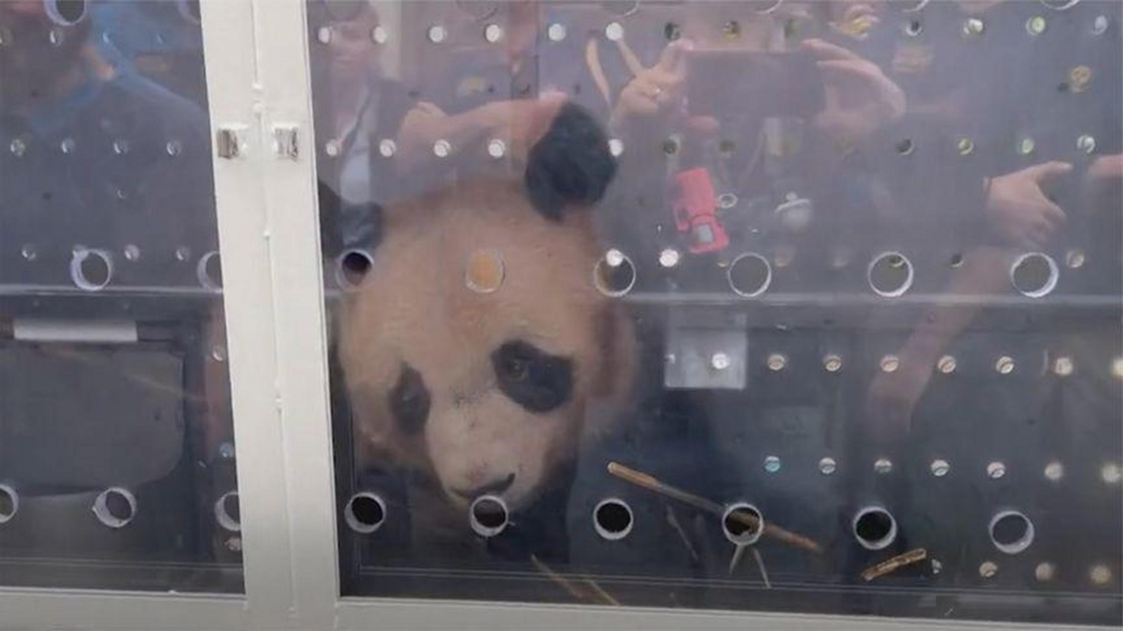 【旅法大熊猫"圆梦"启程回国 法国总统夫人和大批民众到场送别】搭载