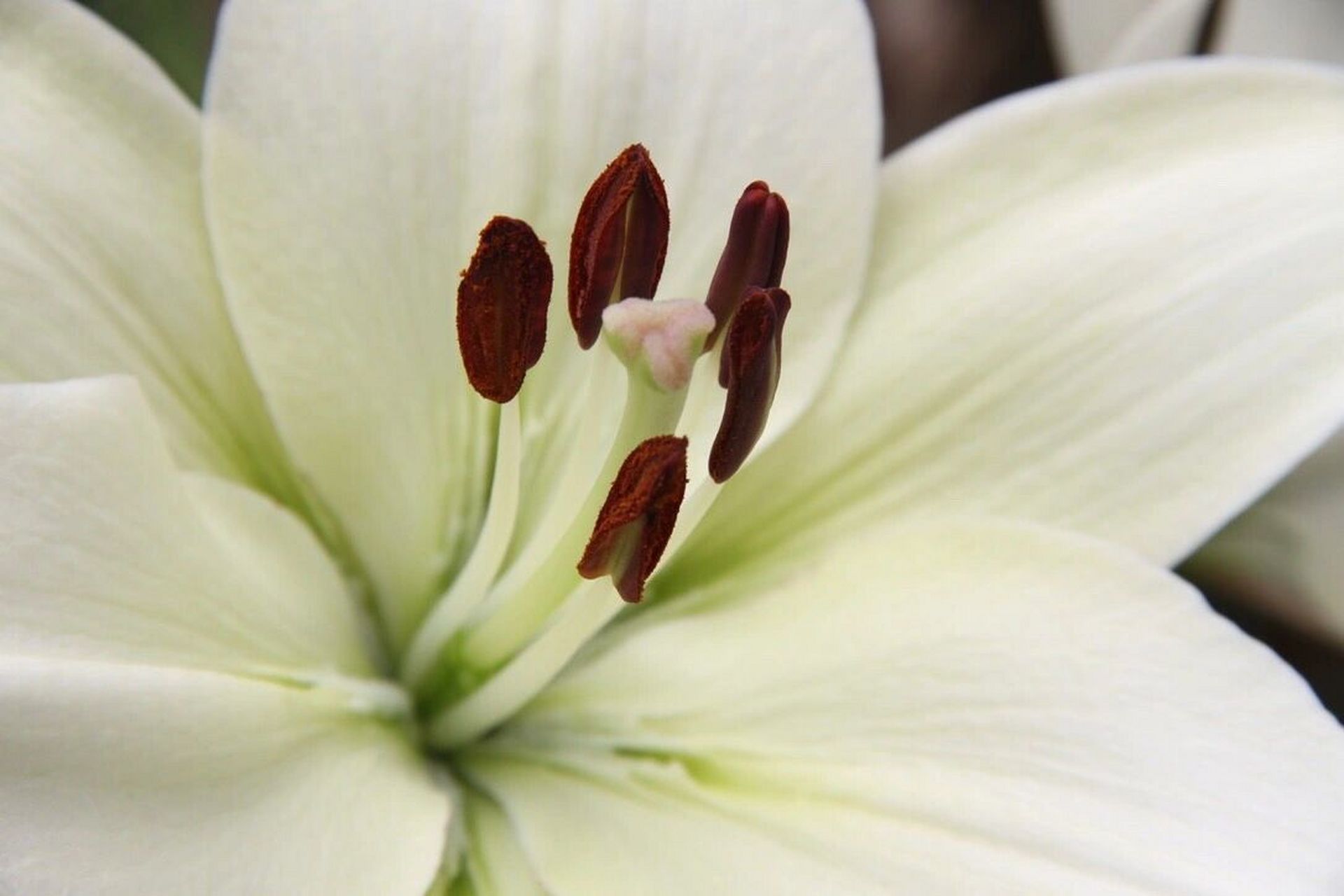 百合 百合品种:西伯利亚百合 花朵真的好多,而且花杆又粗又壮,开的