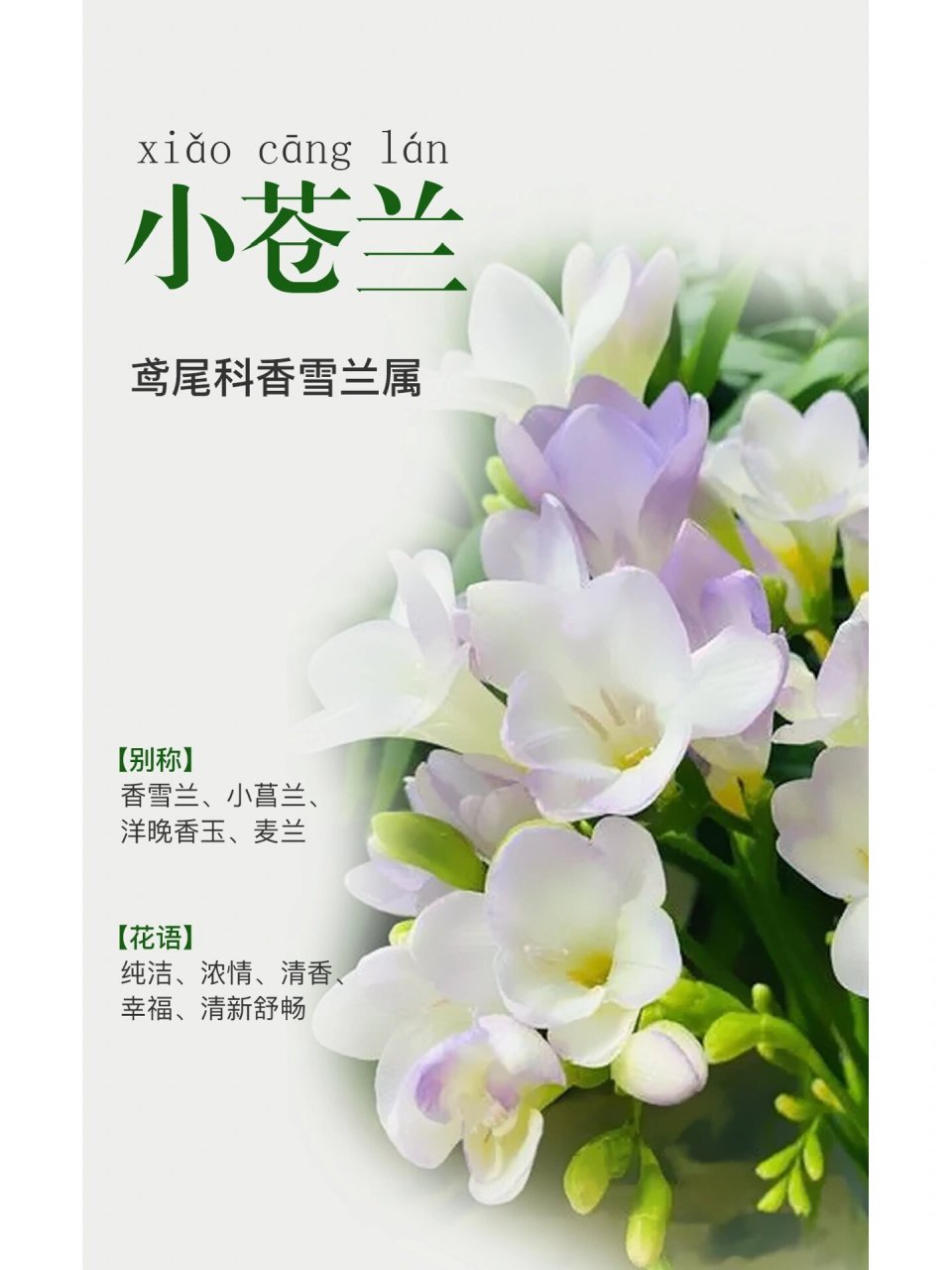 种灵岛植物画册|小苍兰 96小苍兰 鸢尾科香雪兰属 96小苍兰的别称