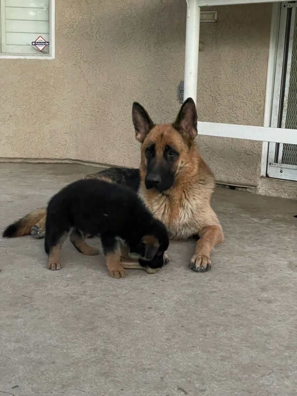 德牧幼犬出售200元以下图片