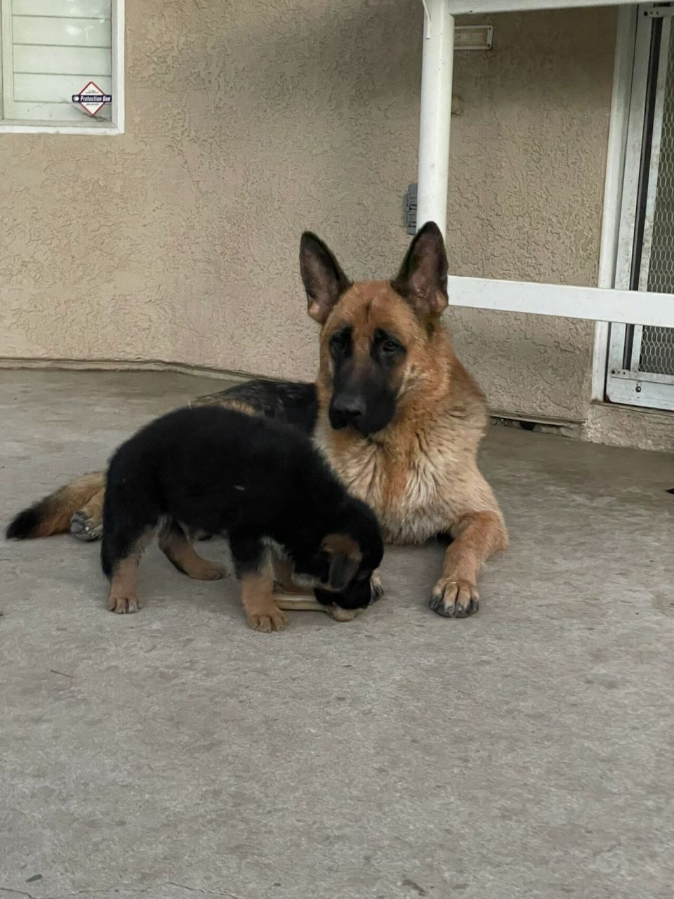 纯种德牧幼犬出售 坐标洛杉矶东区,有akc证书,目前6个星期大,没有完全