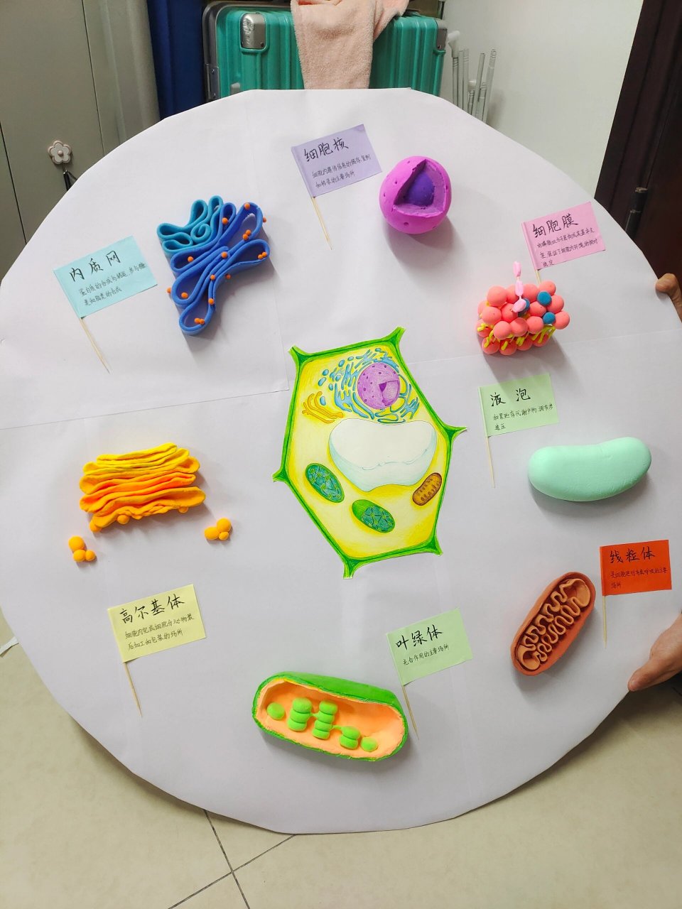 粘土,教具模型制作,植物细胞