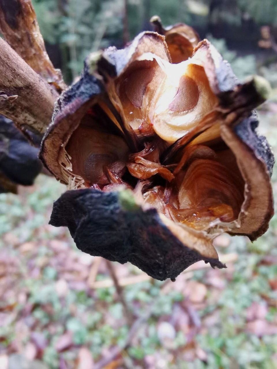 大百合| 蒴果好多好多的种子 老了的大百合,株高2m,种子钝三角形,极