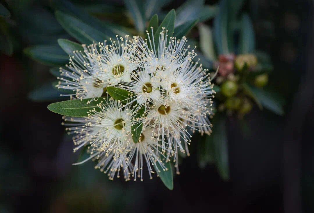 每日一支精油【柠檬香桃木】—抗菌消炎小能手 【植物介绍】 柠檬香