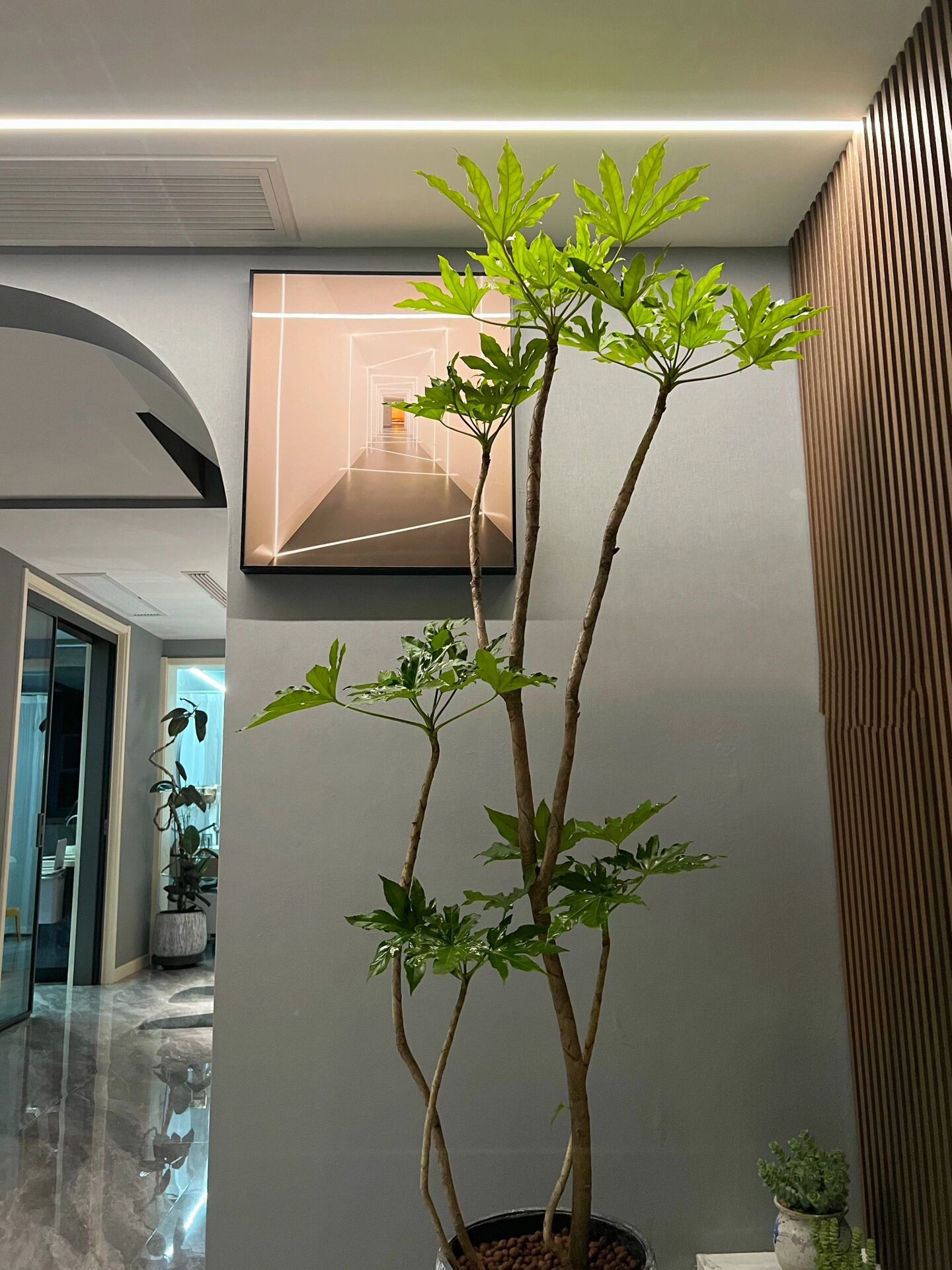 八角金盘 【老桩造型八角金盘】 fatsia japonica 它就像夏日里的抹茶