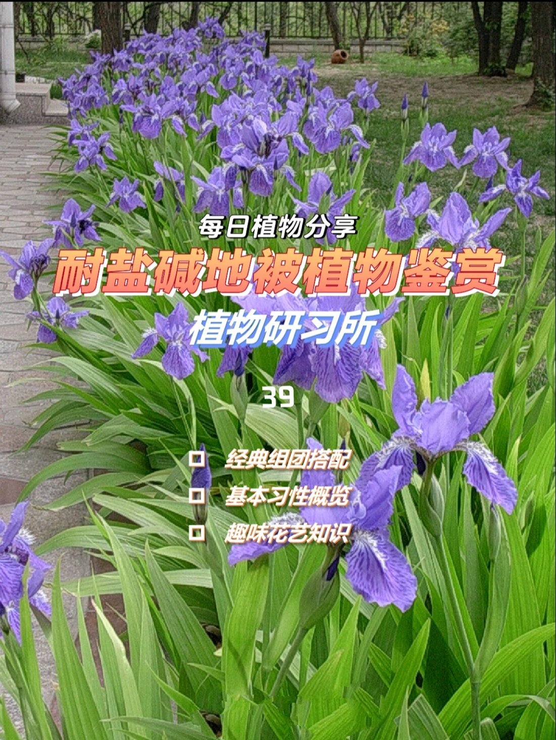 耐盐碱地被植物鉴赏