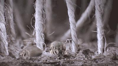 家里出现螨虫的源头是什么