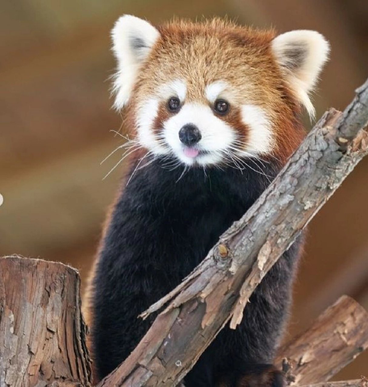 小熊猫——第三弹 吐舌头的小熊猫,萌萌哒 	 #小熊猫摄影# #小熊猫