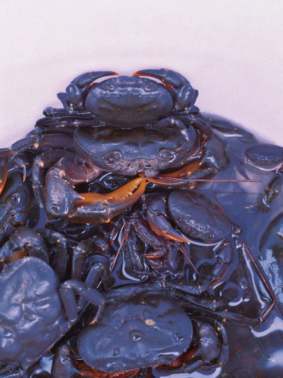 大山溪流里独特的石螃蟹91 想起小时候,阿公在大山里放着牛,而我就