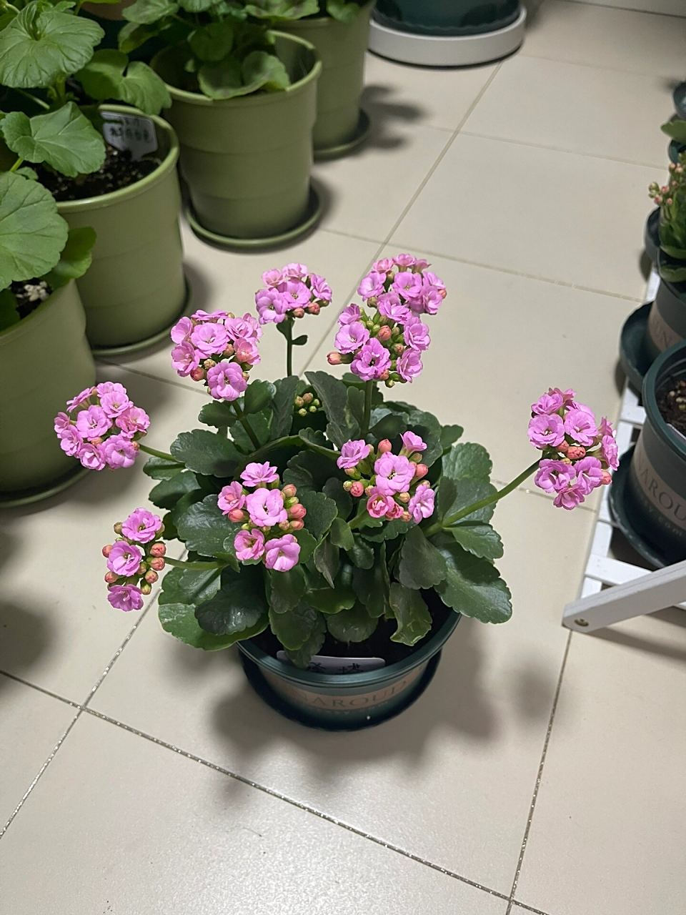 长寿花-泽塔 粉紫色,偏紫 超级上镜的小仙女 非常漂亮的颜色