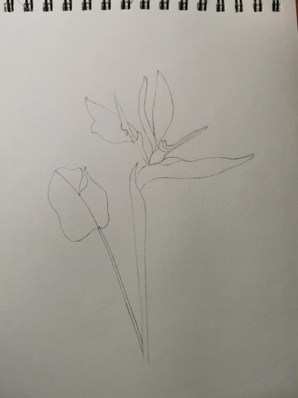 临摹《一笔一世界》 鹤望兰又名天堂鸟,极乐鸟花