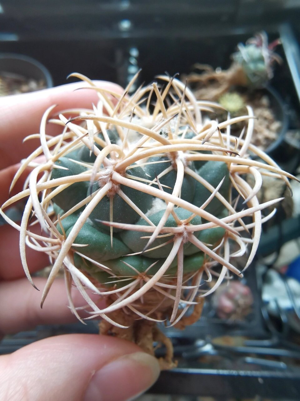 【仙人球】天司丸 一颗绝美的司司