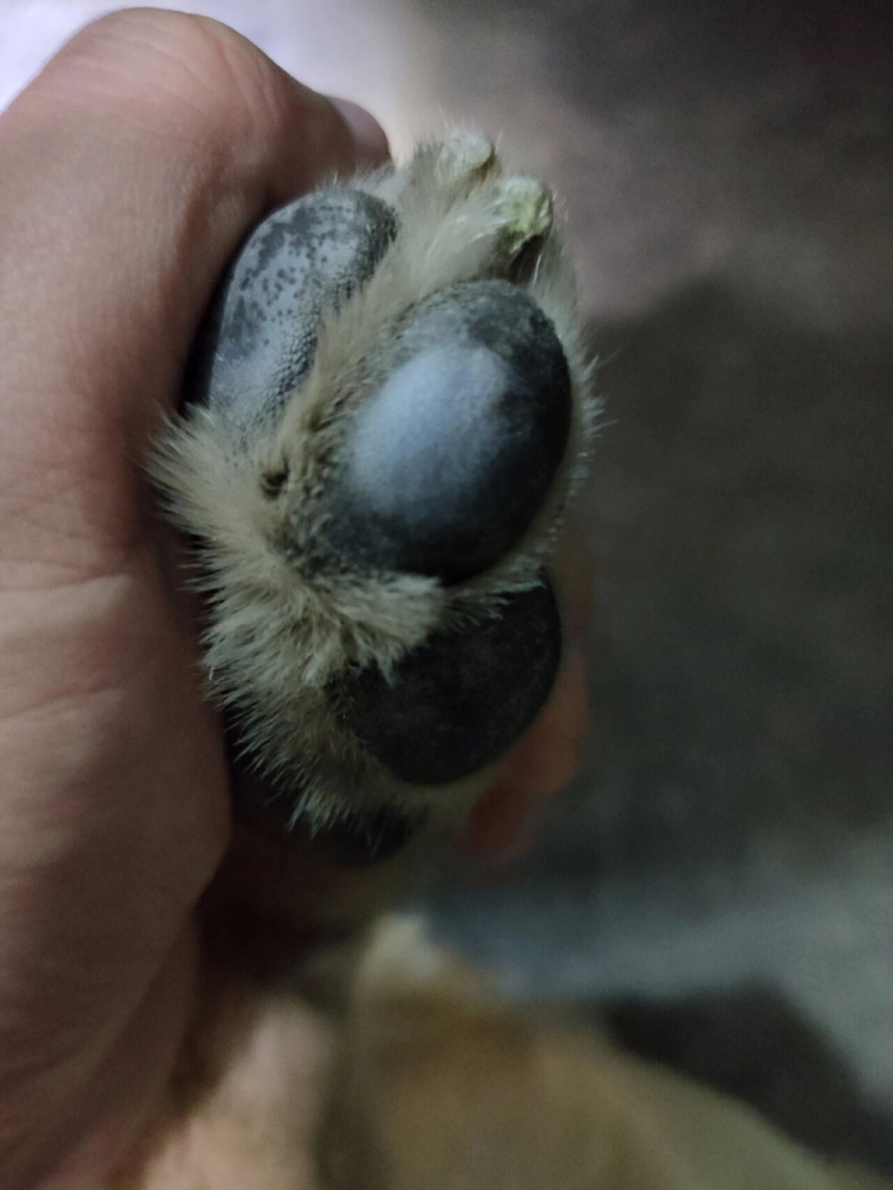 狗前脚肉垫肿了是怎么回事?