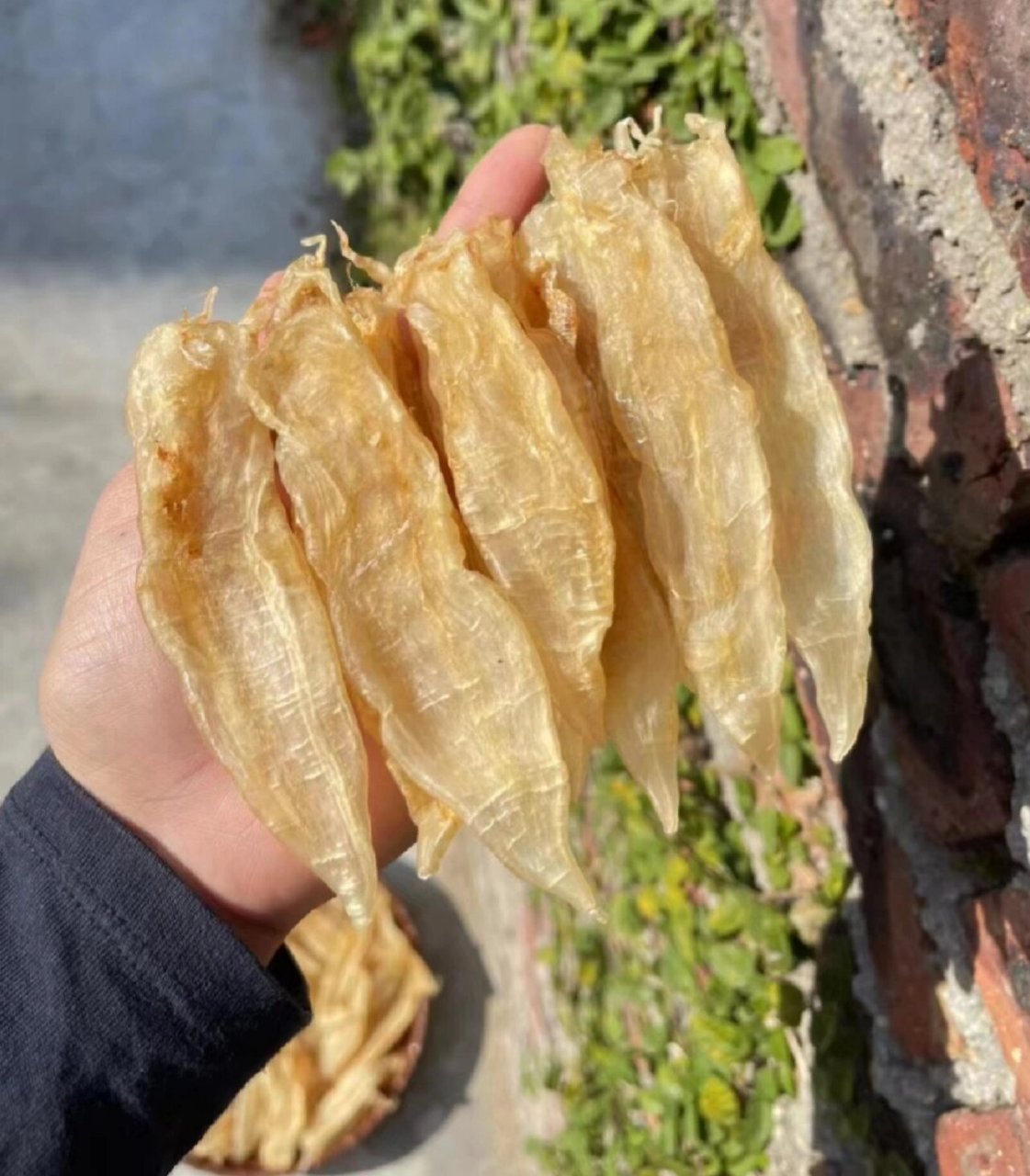 南澳水晶厚肉赤嘴鳘鱼胶,肉厚软糯爽滑 好吃,孕妇月子可以吃一斤60出