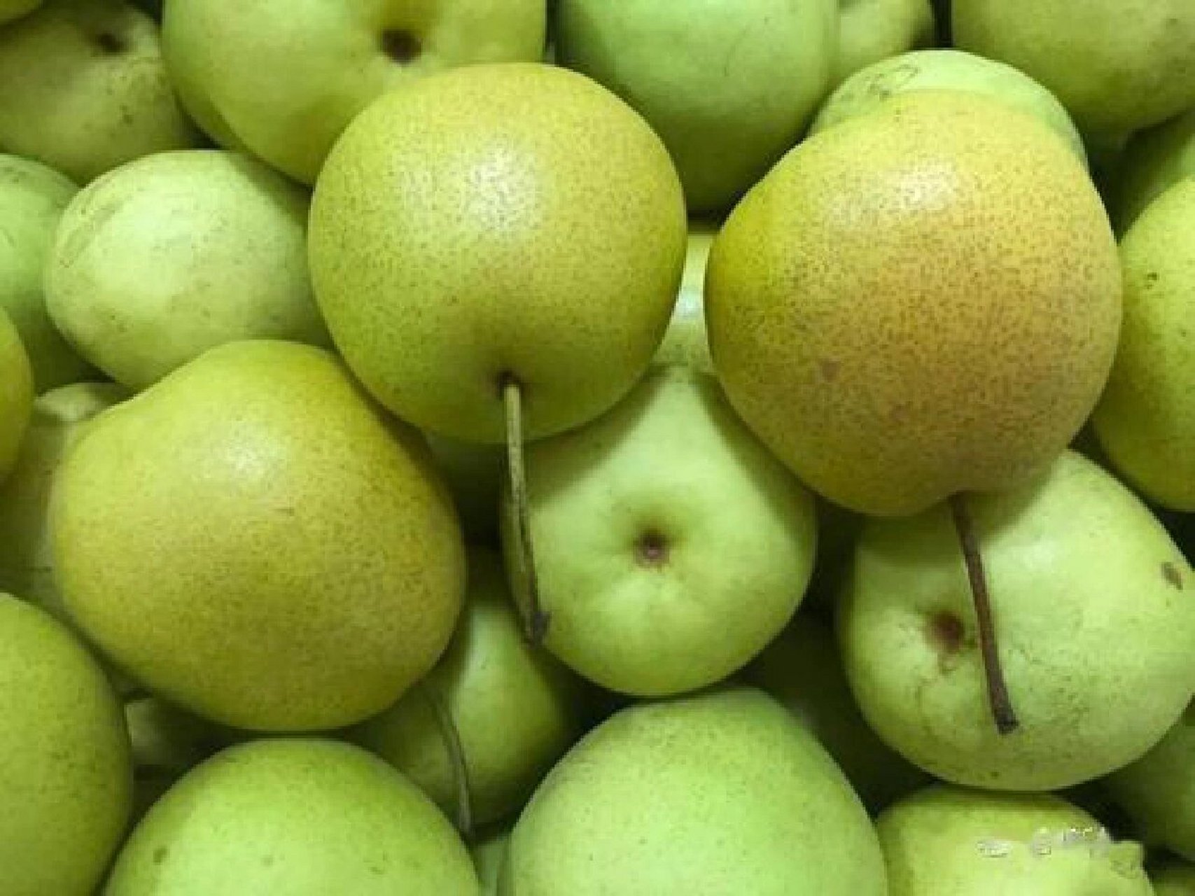 甘肃老家的水果 冬果梨俗称"西园梨",产于兰州市郊区及皋兰,靖远和