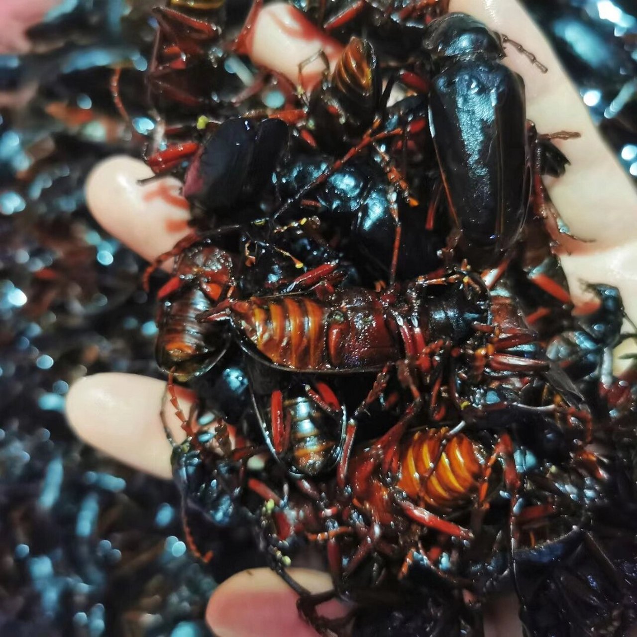 沂蒙美食之山山牛 山山牛,学名为大牙土天牛,别名大牙土锯天牛,属鞘翅