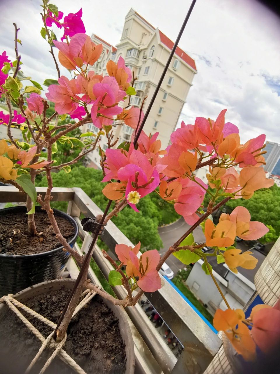 热带花束 三角梅 去年的小苗热带花束,今年刚开的花色好漂亮 阳台党