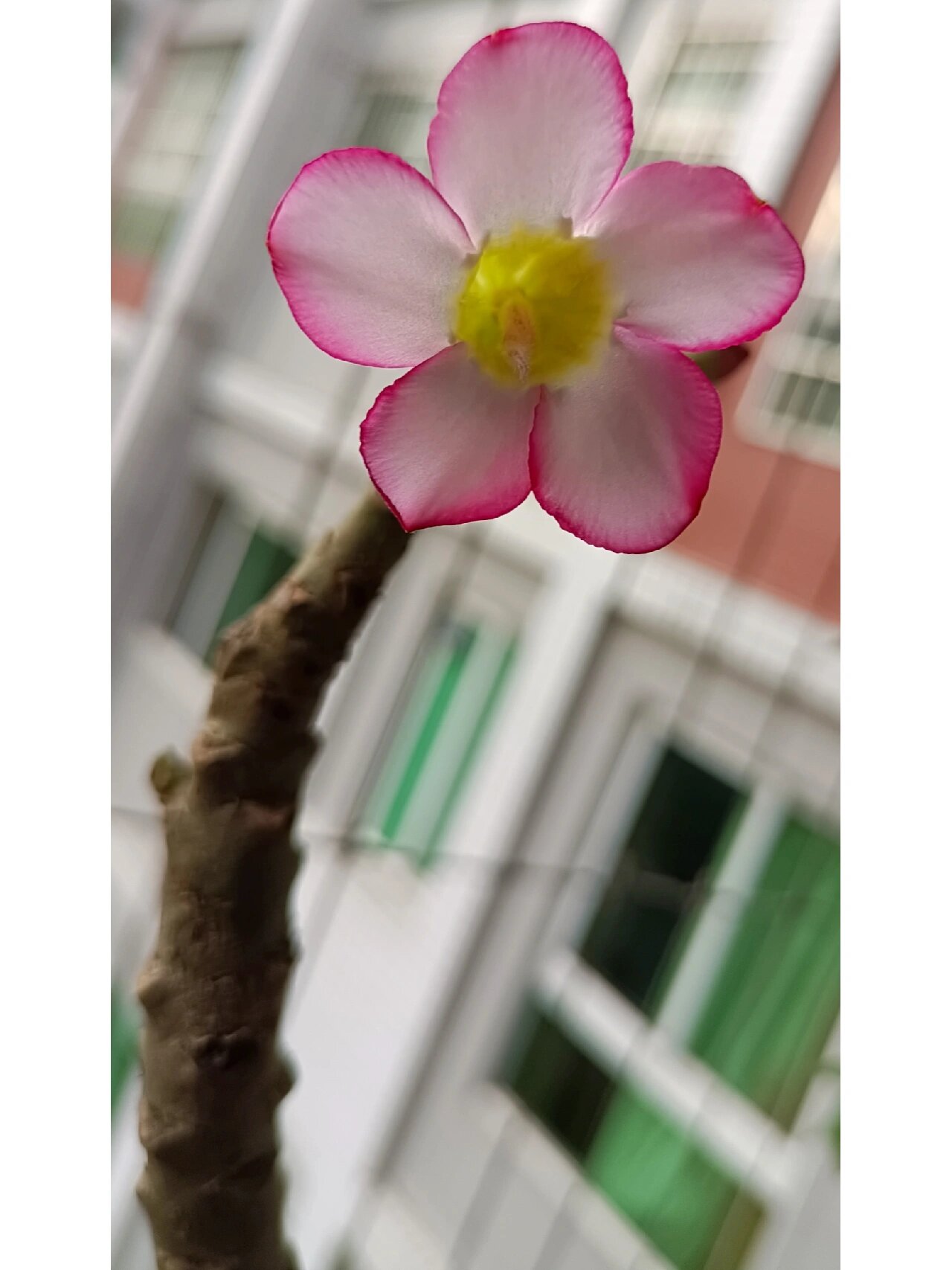 嫁接与原生的沙漠玫瑰首花比拼