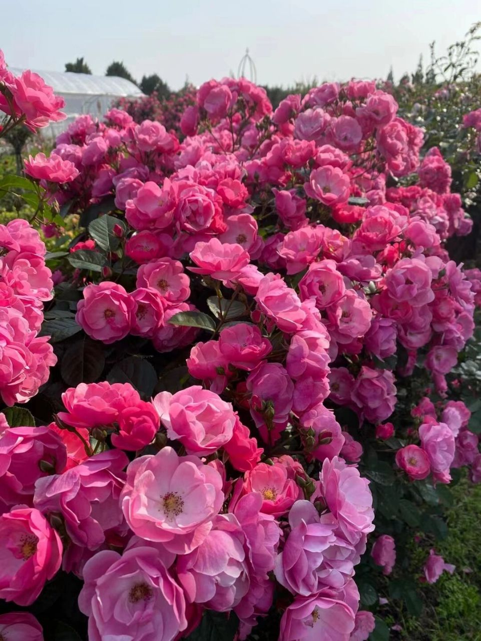 安吉拉,是一种开簇状花的藤本月季.