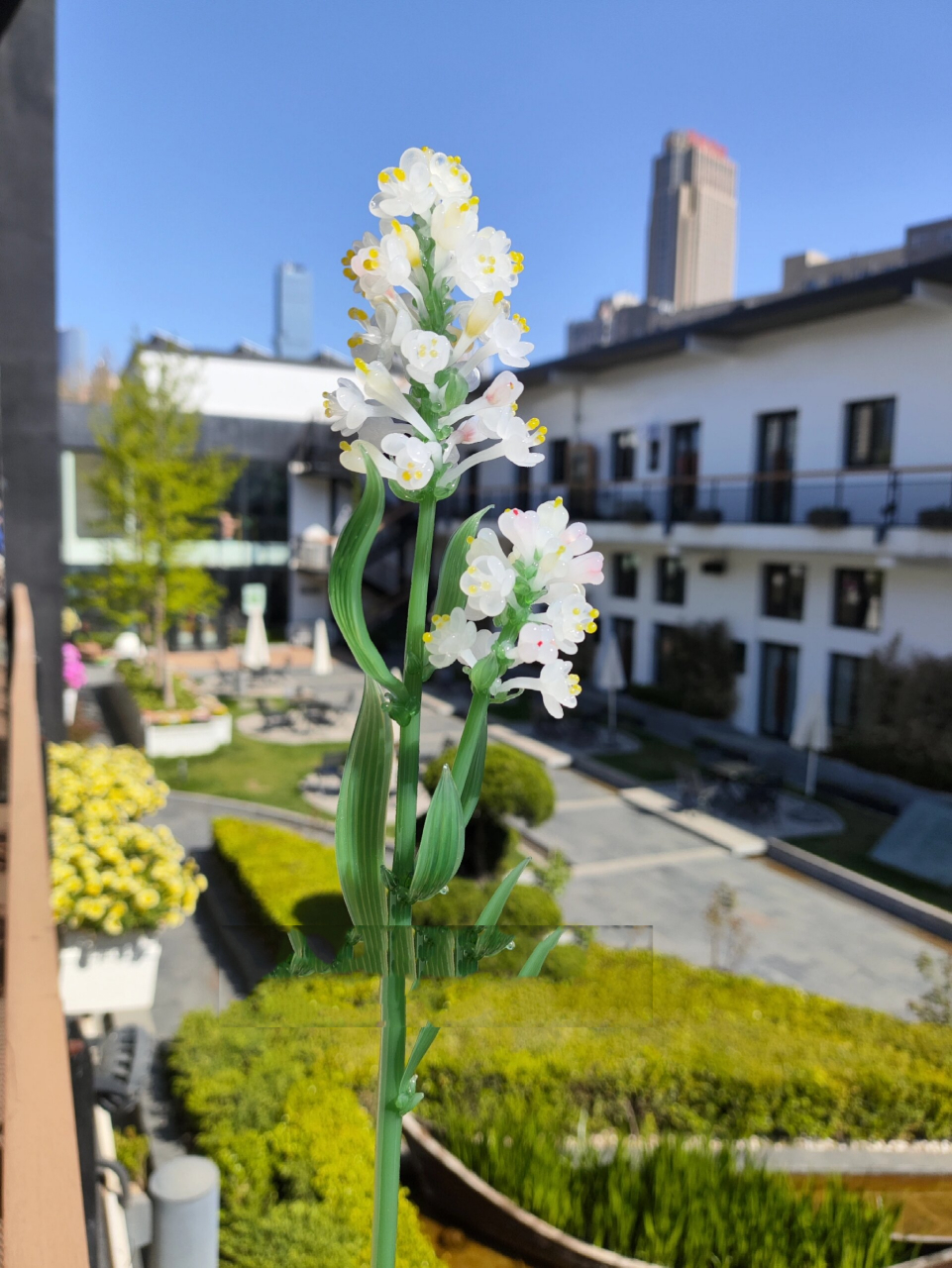 杜若花语:凄美/幸福/幸运/信任 「释名」杜蘅,杜莲,若芝,楚蘅,山姜.