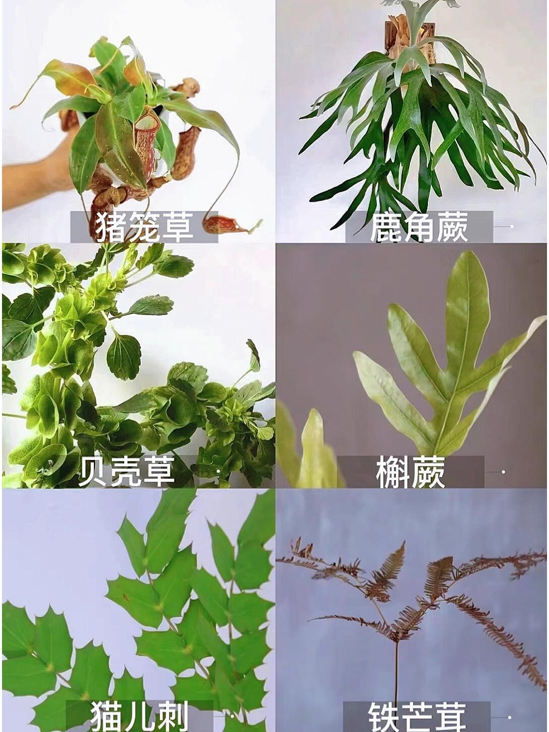 花束里面常用的绿叶植物品种!你知道吗