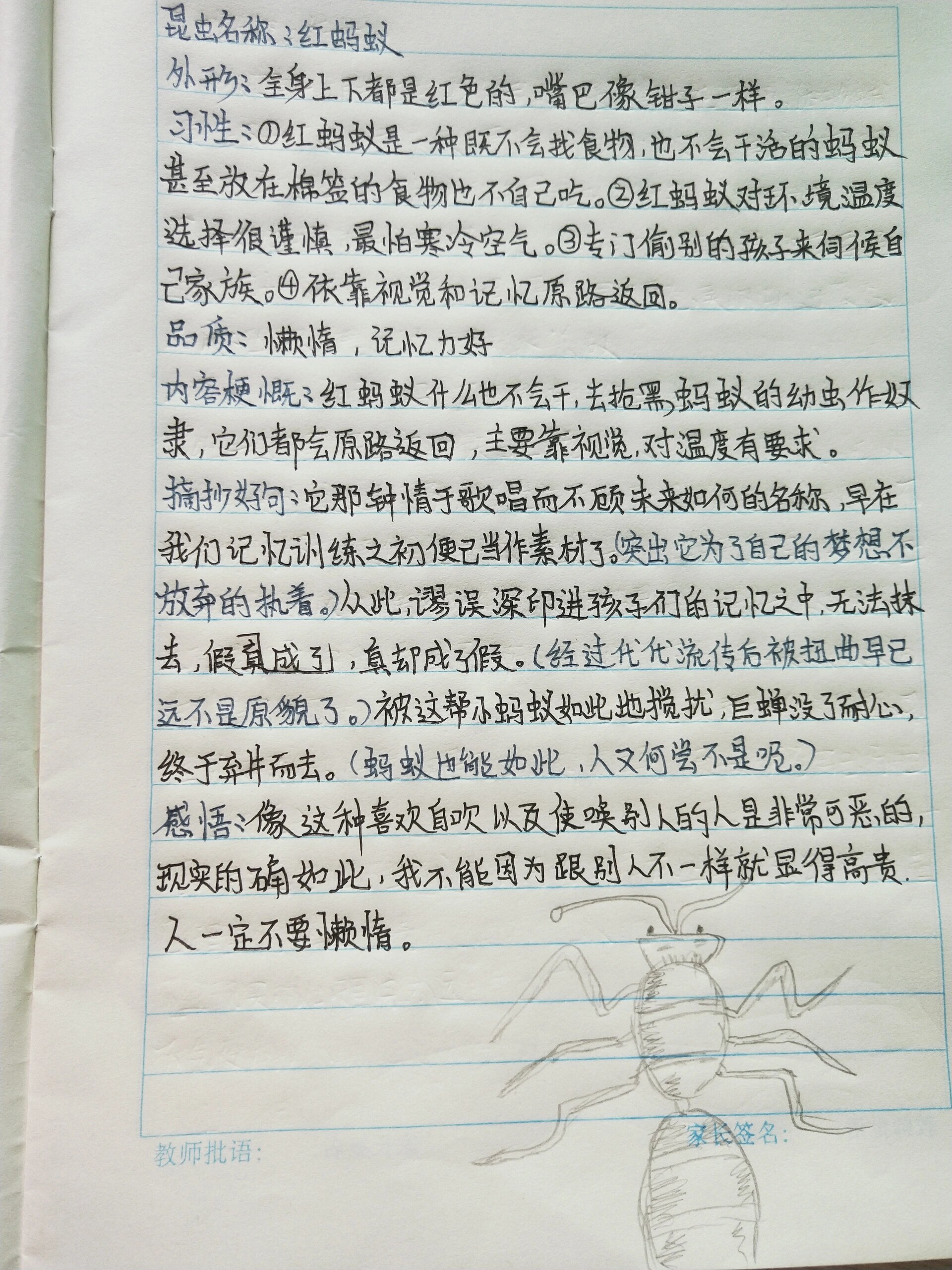 红蚂蚁备忘录图片