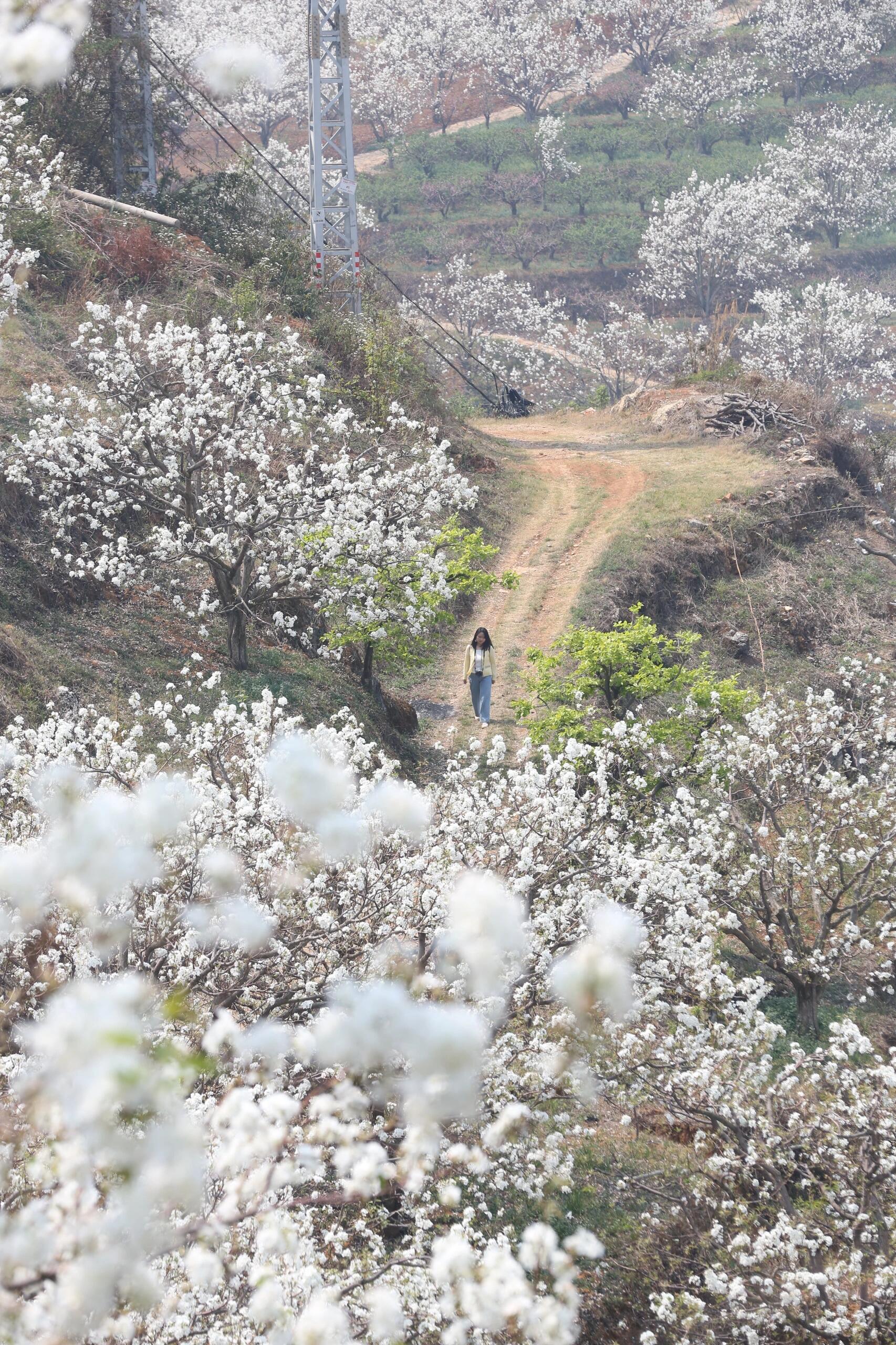 云南个旧加级寨梨花谷 | 春日赏花天花板 云南春季赏花的地方去了不少