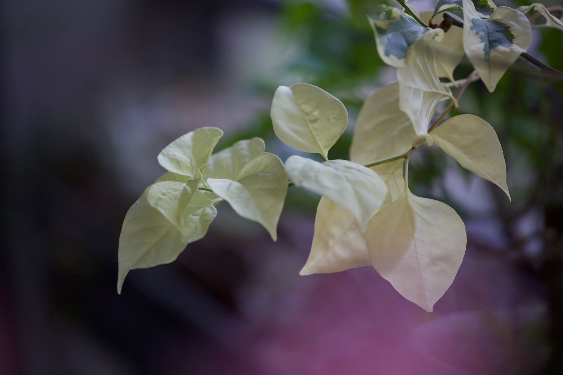 三角梅|黎明三角洲,初开已惊艳 黎明三角洲,惊艳的名字,带着高冷与