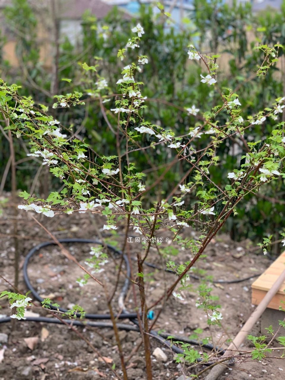 掌叶覆盆子rubus chingii hu 去年鳗园的掌叶零星散散几朵花,没有蹲