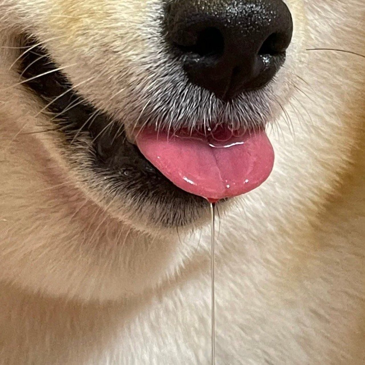 再帅的狗狗也会流口水,还拉丝!