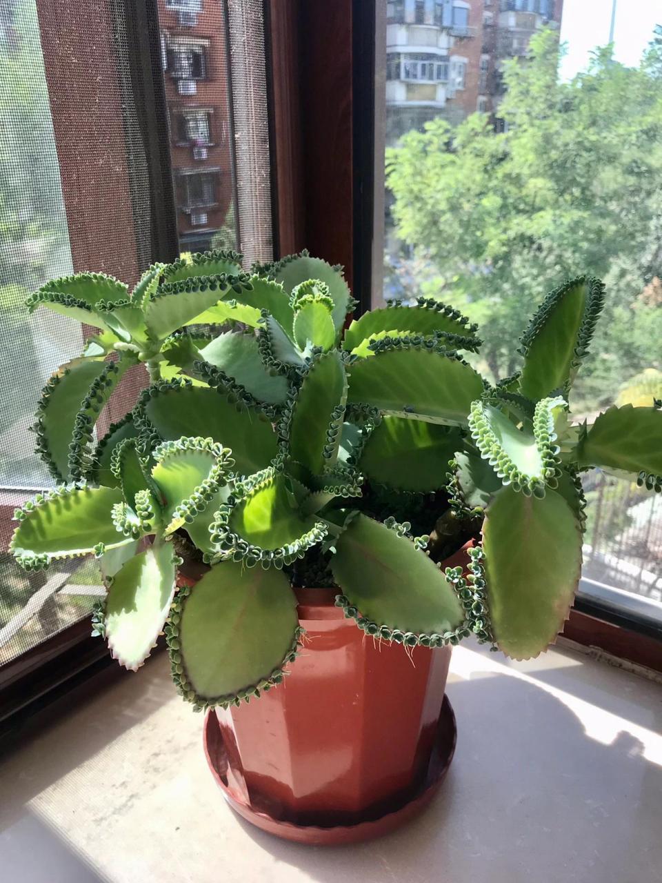 不死鸟:养之无奈弃之可惜 从最初的小苗到现在这一大盆,已经五年有余