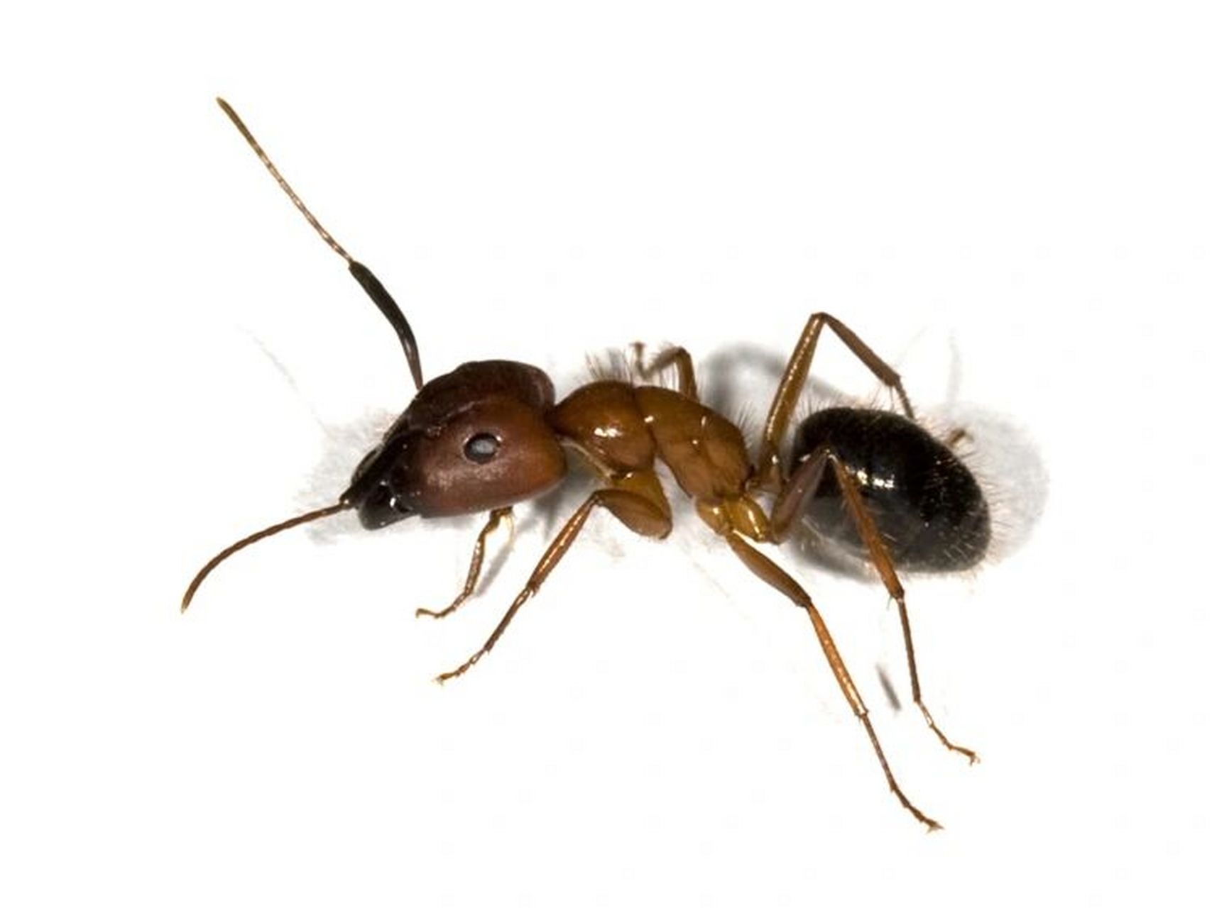 怎么办 一,为什么床上会有蚂蚁?