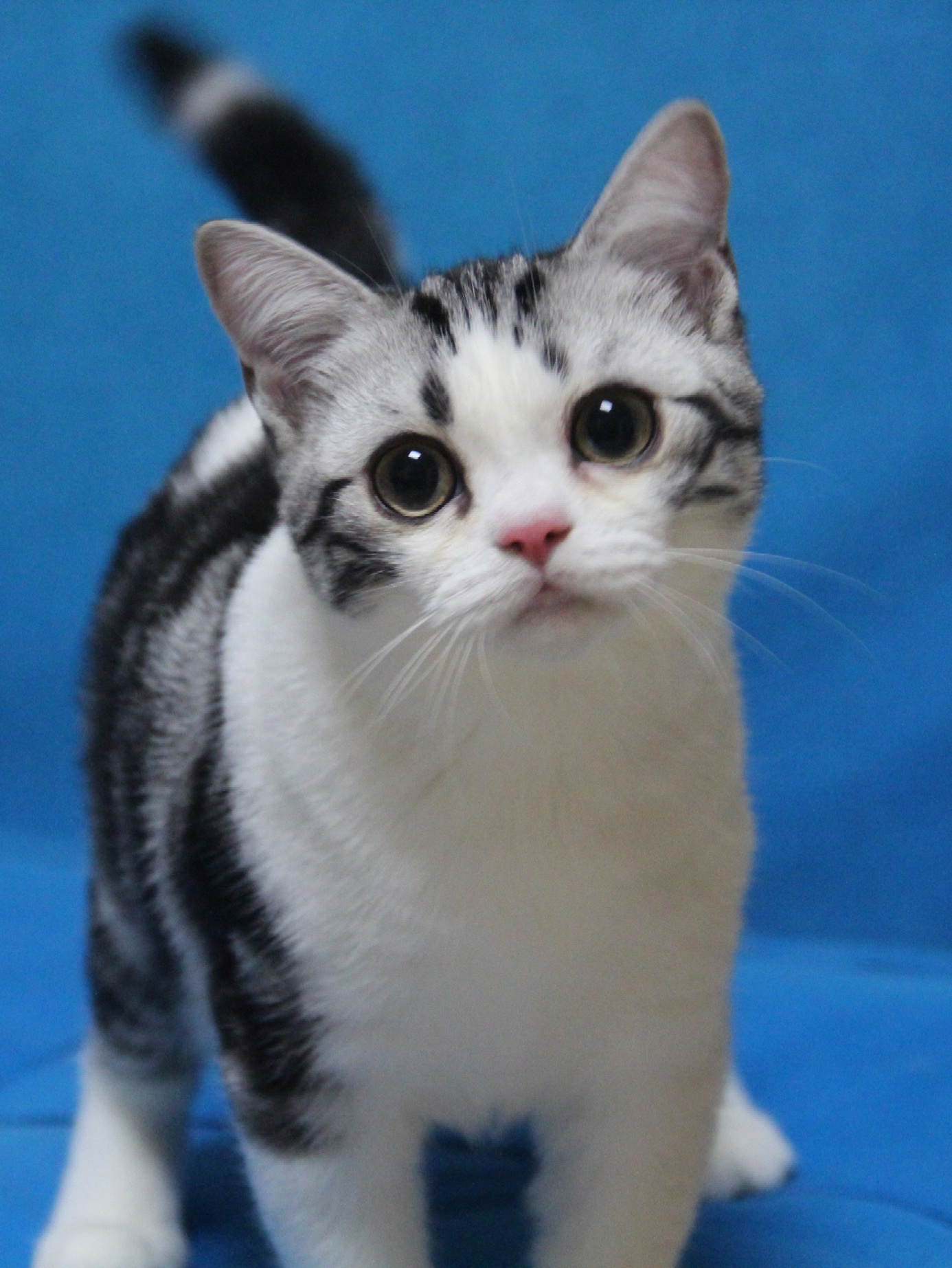 美短银虎斑加白起司猫