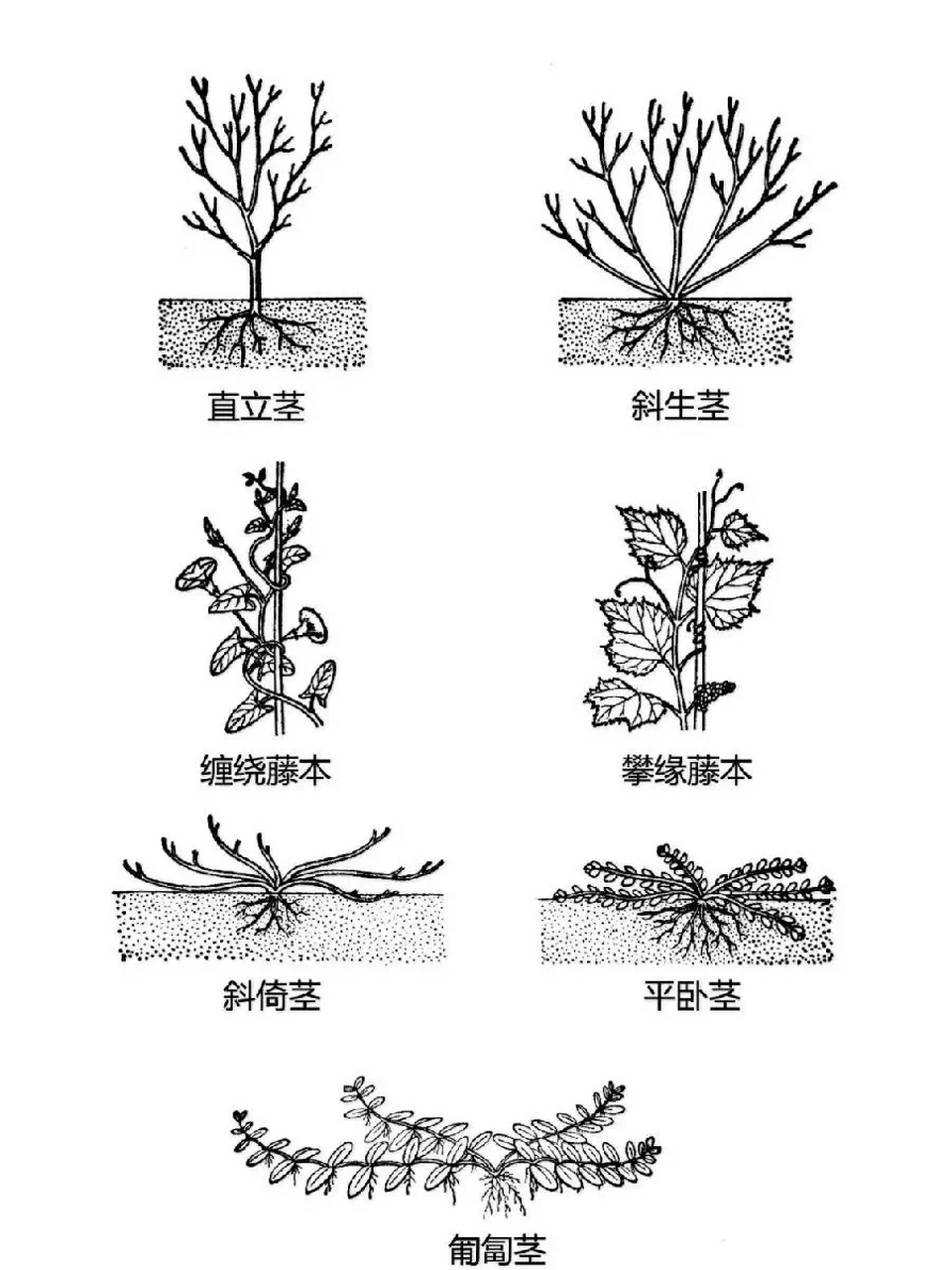 植物根结构图简笔画图片