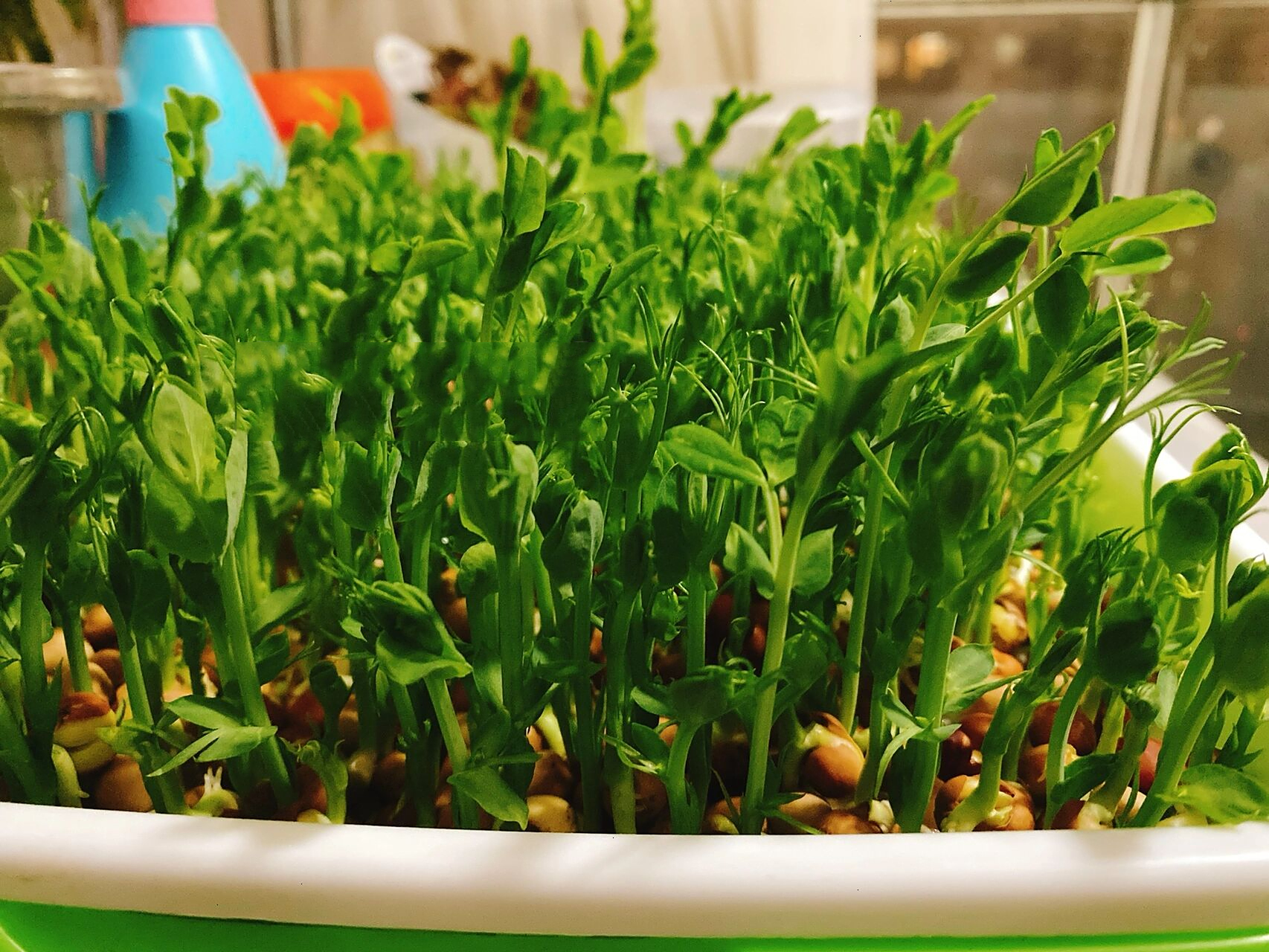 家庭小菜园|豌豆苗种植生长记录 关键词:麻豌豆,水养,收割后二次生长