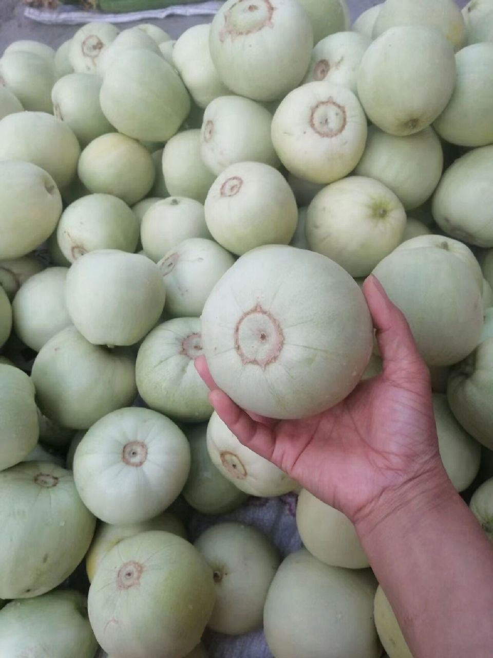 湖南老家本地香瓜: 6710斤,20斤包邮发货 67快递2天到手 每天新鲜
