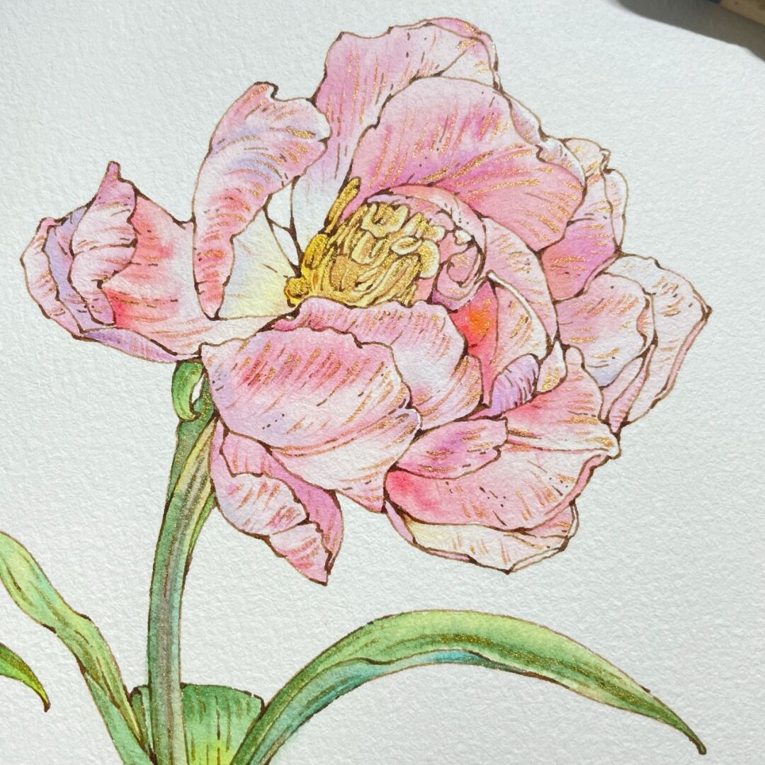 画画# #郁金铅笔淡彩花卉国画a4纸简单的又漂亮郁金香彩色铅笔画的 