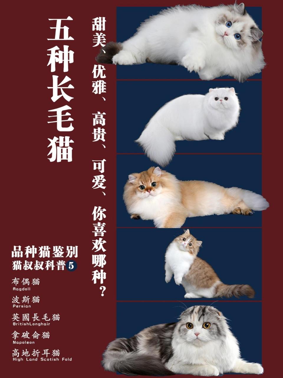 品种猫盘点!多种长毛猫合集,你喜欢哪种?