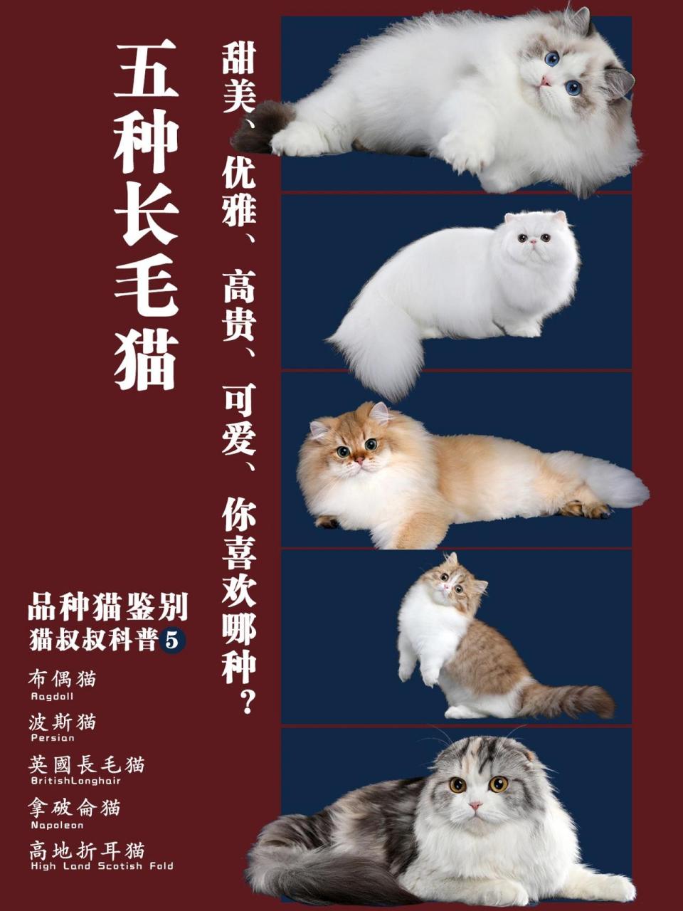 长毛猫品种大全图片