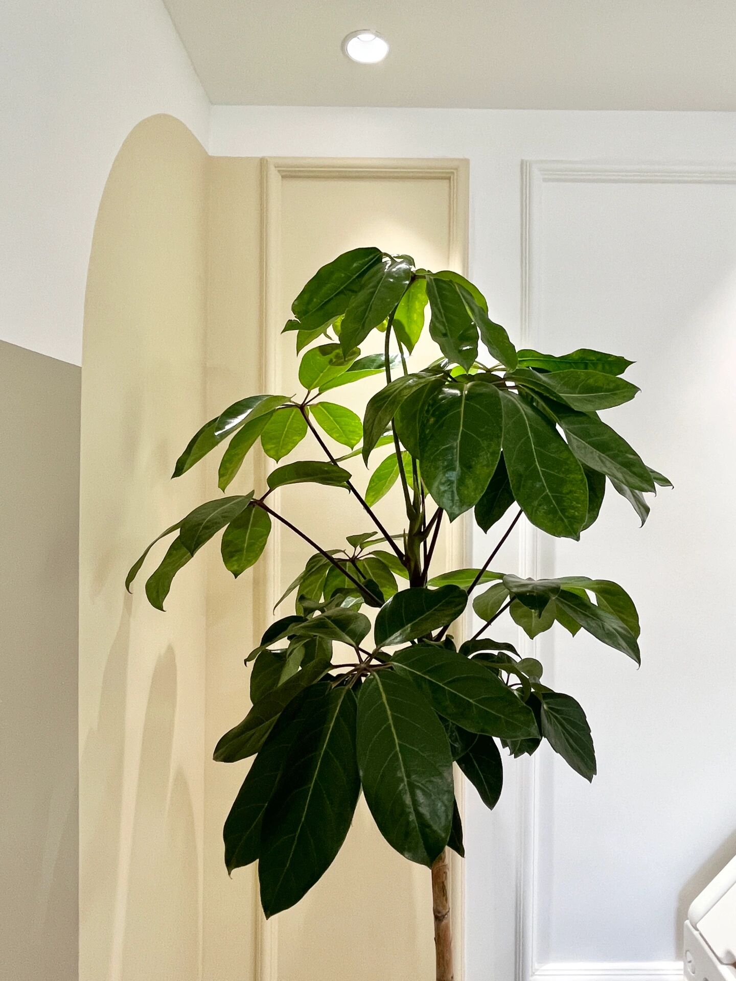 65,阿尔卑斯大叶伞 右:仿真绿植,1.8,橄榄树