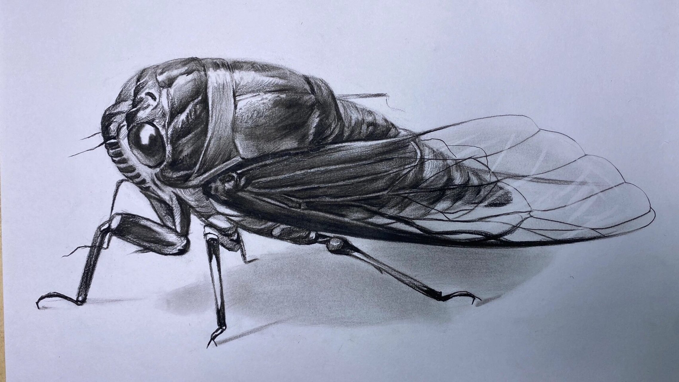 教学员们画的蝉,小时候为了抓只知了到处跑