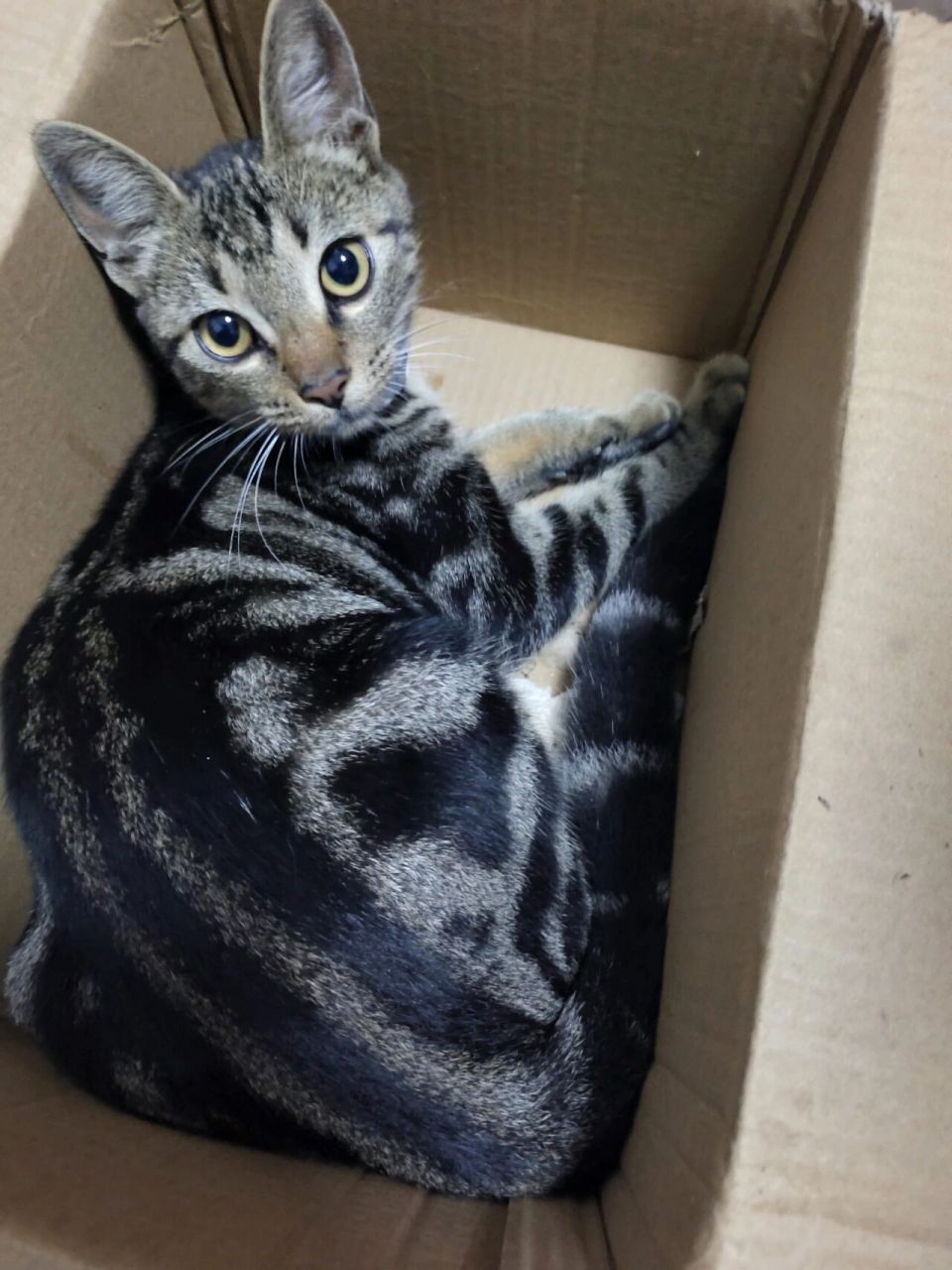 这是狸花猫吗 这是狸花猫吗?怎么感觉花纹不一样