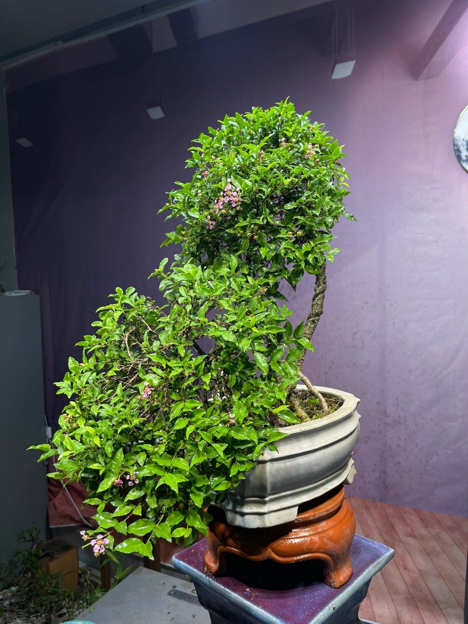 造型李氏樱桃盆景