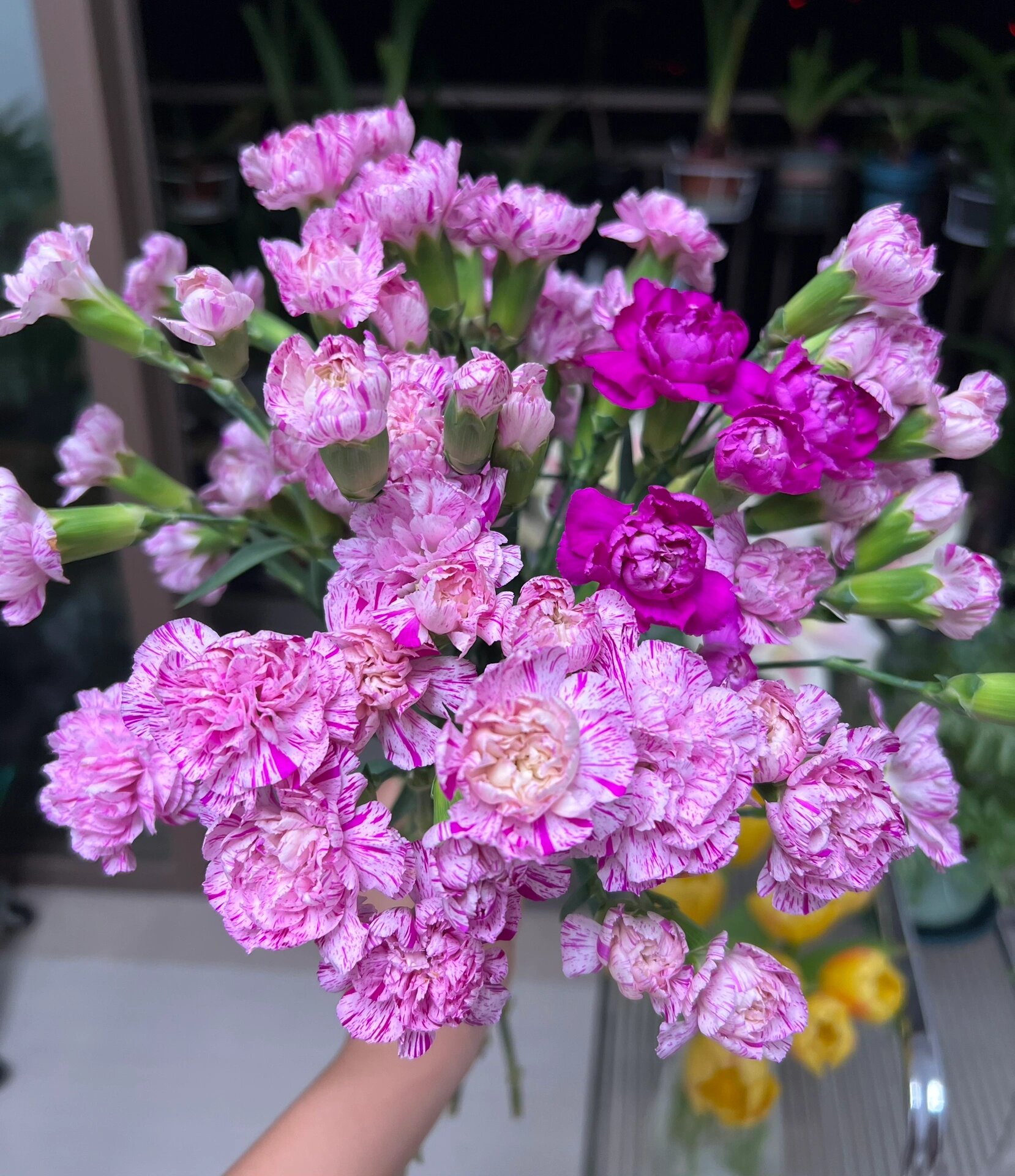 康乃馨|多头棒棒糖  58. 多头棒棒糖.